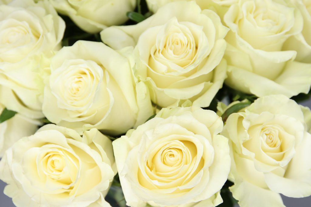 rosas de color blanco